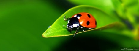 Lady Bug facebook Covers